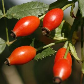 Organik Sertifikalı Taze Kuşburnu