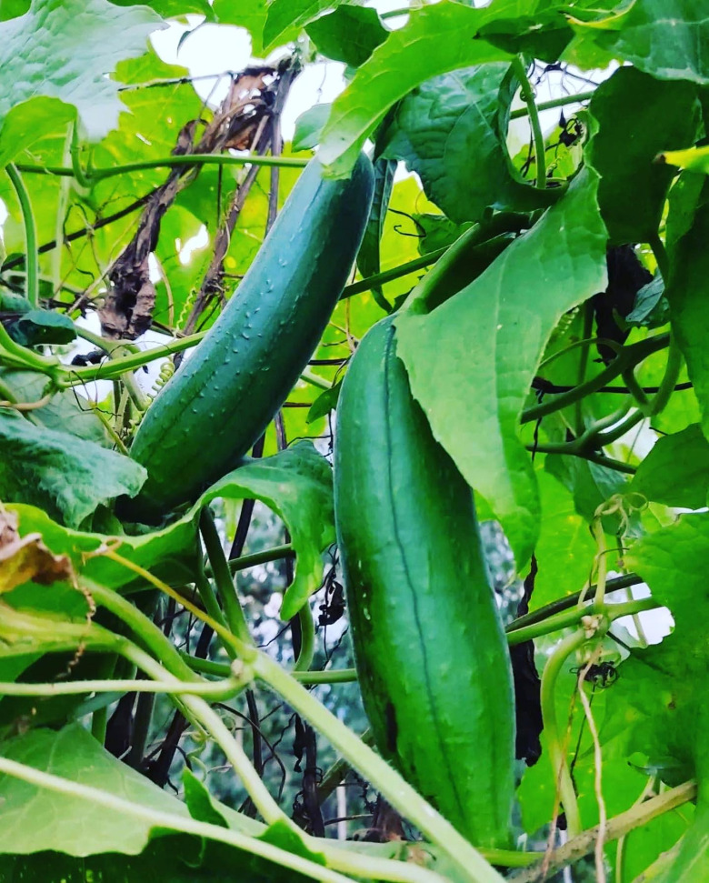 Lif Kabağı Tohum 10 Adet