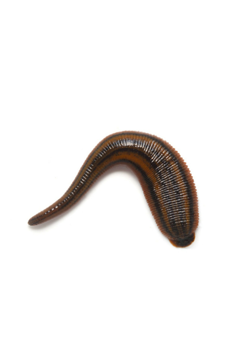 Kene Çiçeği Tohumu 10Ad Köstebek Kovucu Hint Yagi Tohumu