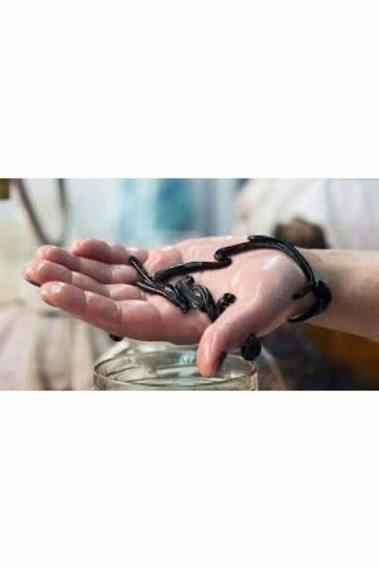 Doğal Göl Sülüğü 10Ad Orta Boy Kan Sülüğü