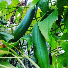 Lif Kabağı Tohum 10 Adet