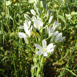 Tükürük Otu Tohumu 30Ad (Akbaldir ,akdeniz Akyildizi)