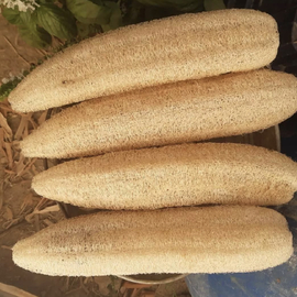 Lif Kabağı Tohum 50 Adet