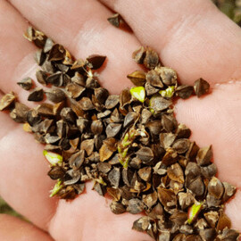 Greçka (Kara Buğday Unu)