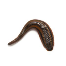 Kene Çiçeği Tohumu 10Ad Köstebek Kovucu Hint Yagi Tohumu