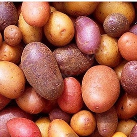 Patates Tohumu Kirmizi Bolu Köy