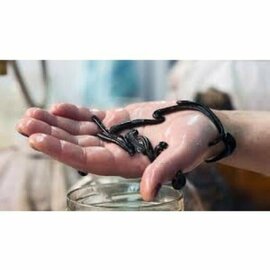 Doğal Göl Sülüğü 10Ad Orta Boy Kan Sülüğü