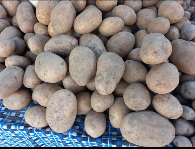 Organik Sarı Patates (Ödemiş Coğrafi İşaretli)