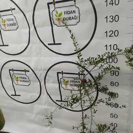 Avusturalya Kirmizi Kumkuat