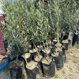 Bursa Gemlik Zeytin Fidanı - 2 Yaş  Aşılı - 6 Kiloluk Tüpler Içerisinde   (1,5-2 Metre)