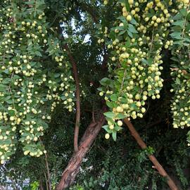 Hambeles-Murt Fidani