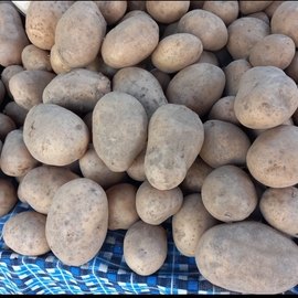 Organik Sarı Patates (Ödemiş Coğrafi İşaretli)