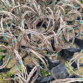 Sultaniye Çekirdeksiz Üzüm