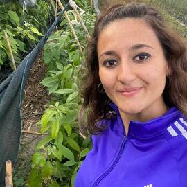 Avokado Fidanı - 2 Yaş Aşısız (2 Metre Ve Üstü) - Toptan 30 Tl, Perakende 70 Tl