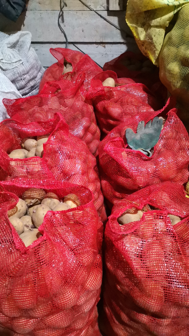 Patates Tohumu Köy Bolu