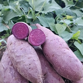 Tatlı Patates Mor Fide 50 Adet 