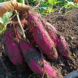 Tatlı Patates Hatay Kırmızısı 50 Adet 