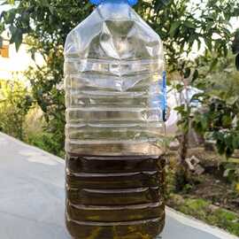 Antakya Yöresel Zeytinyağı 