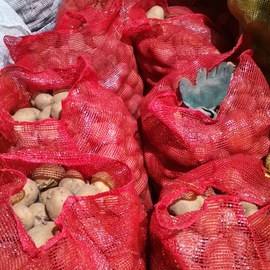 Patates Tohumu Köy Bolu