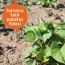 Turuncu Tatlı Patates Fidesi 10 Adet 