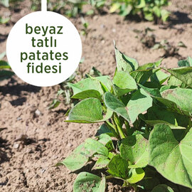 Beyaz Tatlı Patates Fidesi 10 Adet 