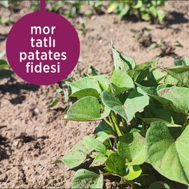 Mor Tatlı Patates Fidesi 10 Adet 