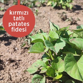 Kırmızı Tatlı Patates Fidesi 10 Adet 