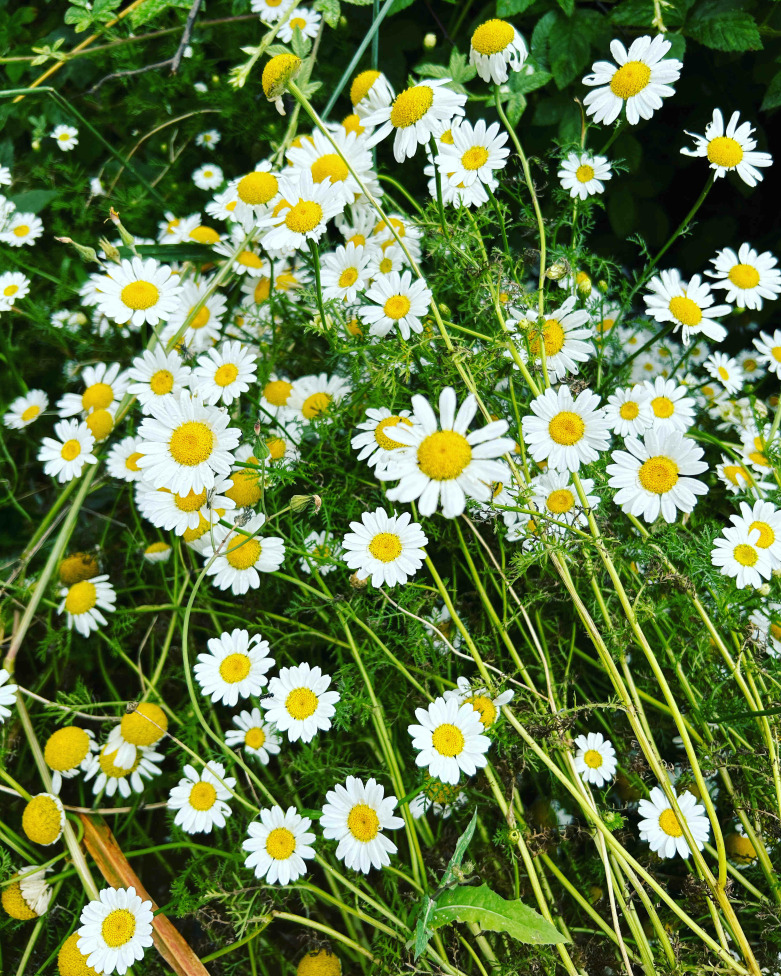 Papatya Suyu Doğal Taze 500 Ml