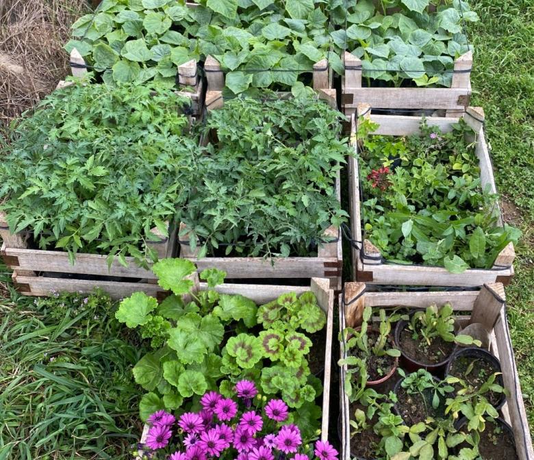 Karışık Yaz Sebzeleri Fide Paketi 