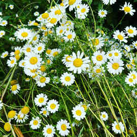 Papatya Suyu Doğal Taze 500 Ml