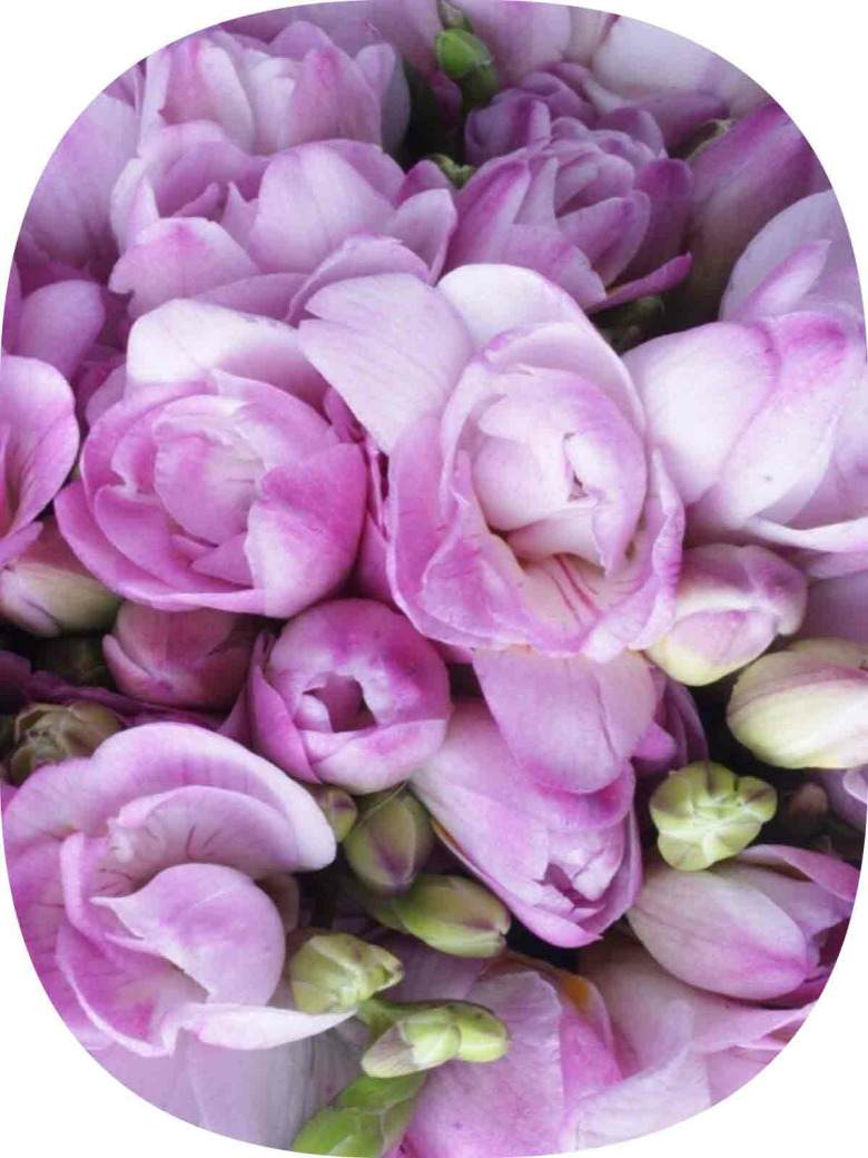 5 Adet Lila Frezya Çiçeği Soğanı Mis Kokulu Katmerli 