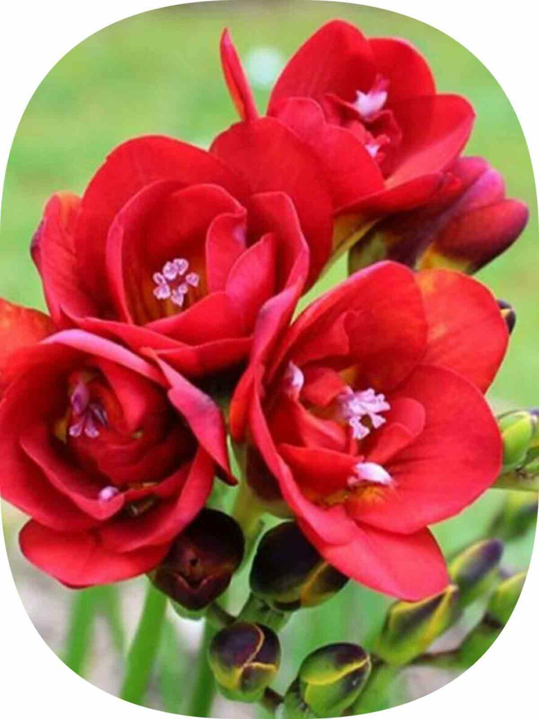 5 Adet Kırmızı Frezya Çiçeği Soğanı Mis Kokulu Katmerli 