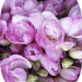 5 Adet Lila Frezya Çiçeği Soğanı Mis Kokulu Katmerli 