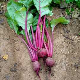 Organik Kırmızı Pancar