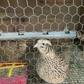 Bıldırcın Yumurtası