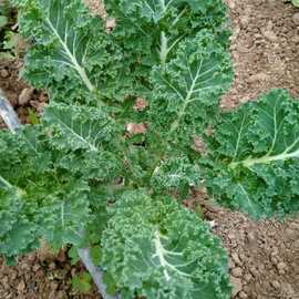 Organik Sertifikalı Kale (1 Demet)