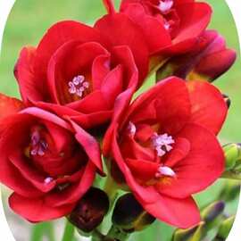 5 Adet Kırmızı Frezya Çiçeği Soğanı Mis Kokulu Katmerli 