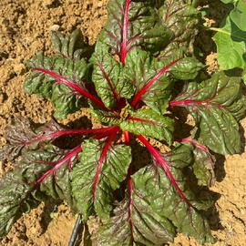 Organik Sertifikalı Renkli Pazı