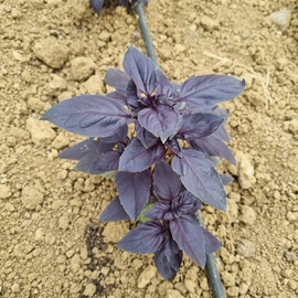 Organik Sertifikalı Taze Mor Reyhan