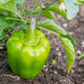 Organik Dolmalık Biber 