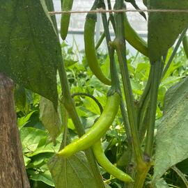 Organik Sertifikalı Kıl Sivri Biber