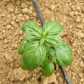 Organik Taze Fesleğen