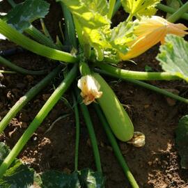 Organik Sakız Kabak