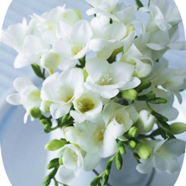 5 Adet Beyaz Frezya Çiçeği Soğanı Mis Kokulu Katmerli 