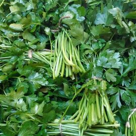 Organik Sertifikalı Maydanoz