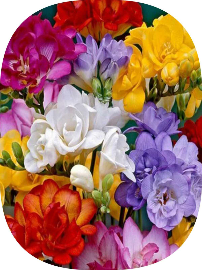 20 Adet Karışık Renk Frezya Çiçeği Soğanı Mis Kokulu Katmerli