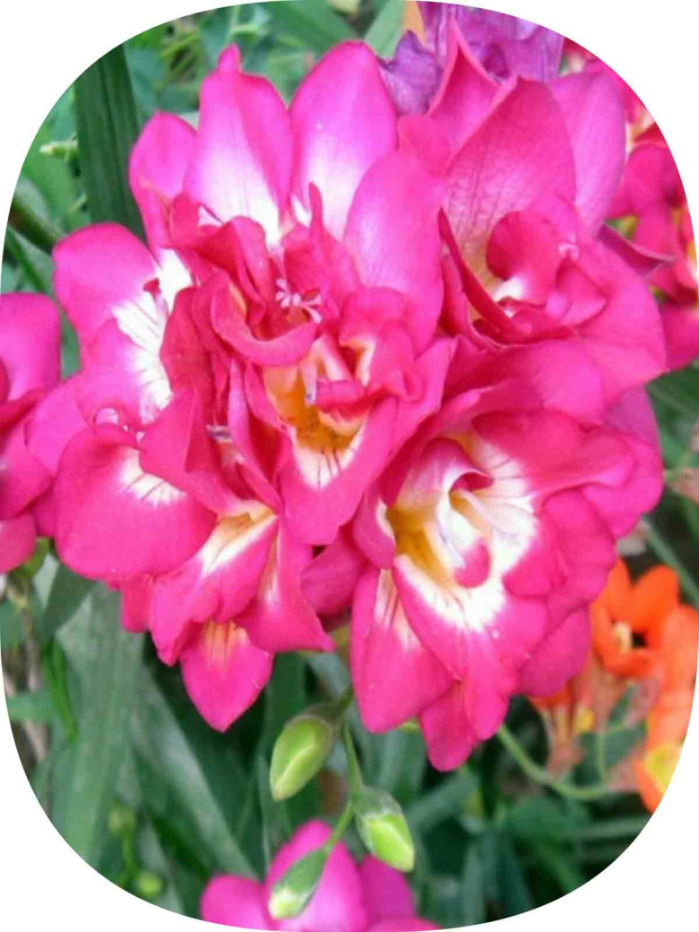 10 Adet Pembe Frezya Çiçeği Soğanı Mis Kokulu Katmerli