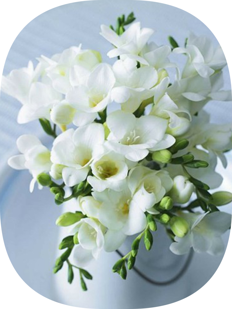 10 Adet Beyaz Frezya Çiçeği Soğanı Mis Kokulu Katmerli