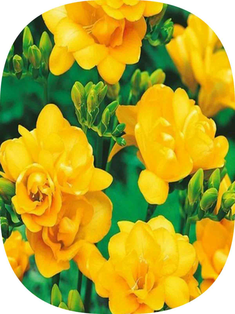 20 Adet Sarı Renk Frezya Çiçeği Soğanı Mis Kokulu Katmerli