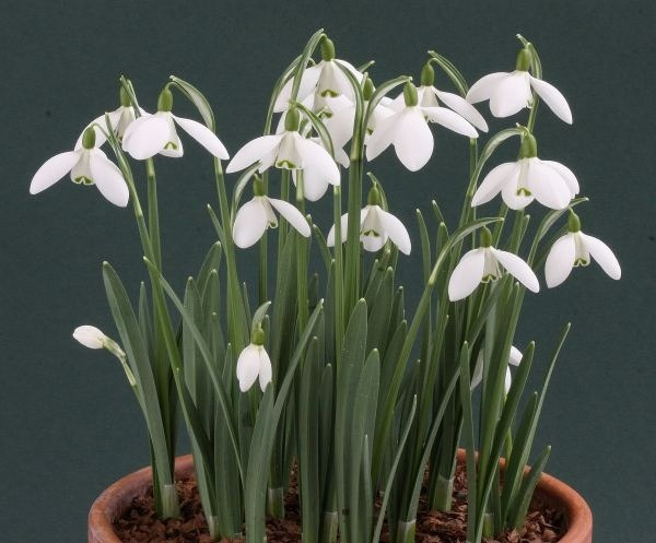 10 Adet Karbeyazı Kardelen Çiçeği Soğanı